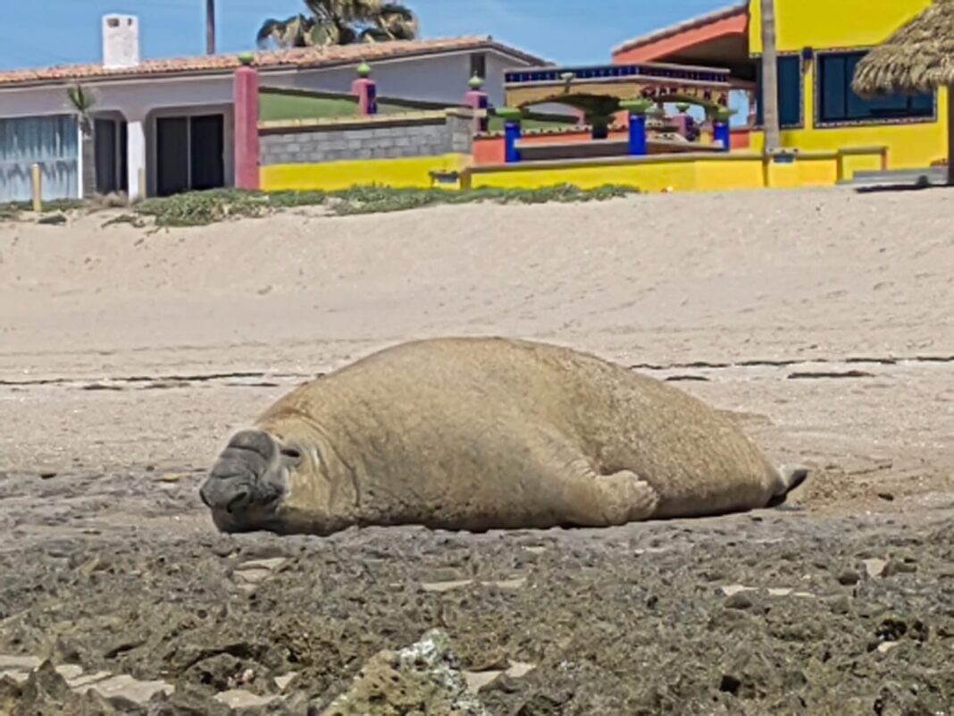 Captan A Elefante Marino En Puerto Peñasco Pudiera Ser El Más Grande